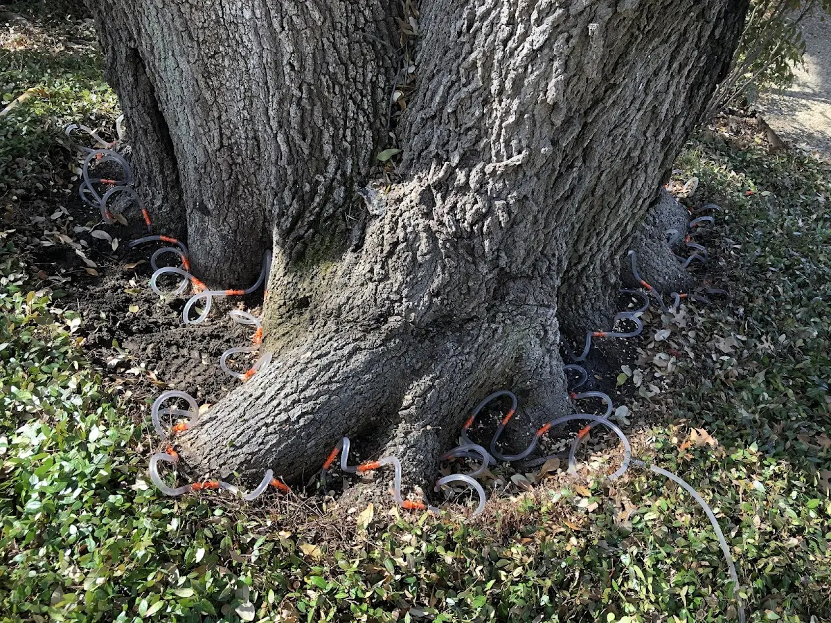 Detailed Tree Cabling and Bracing job site in Literberry