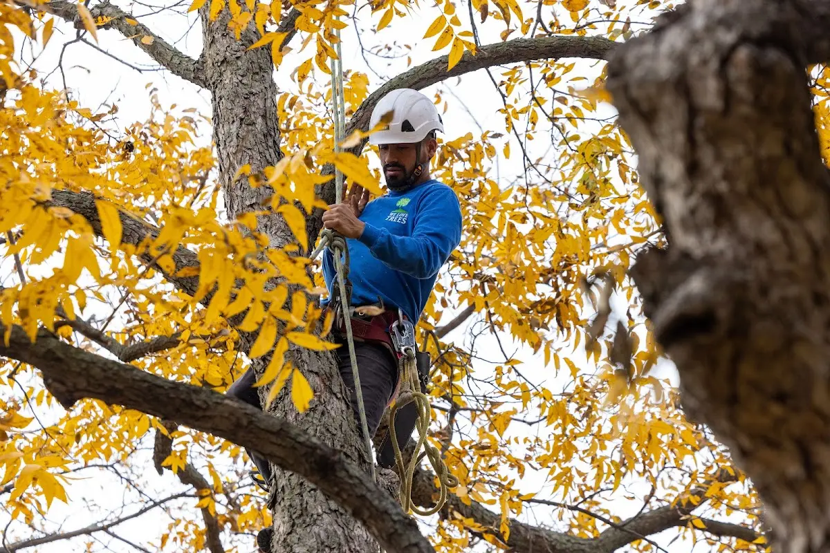 Skilled Tree Trimming crew working in Literberry